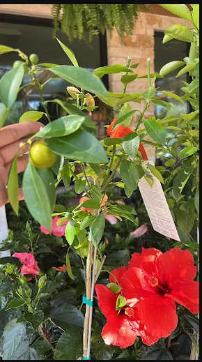 Growing plants in greenhouse