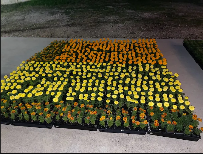 Vibrant Flowering Plants