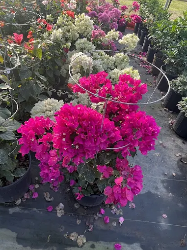 Purple & Pink Blooms