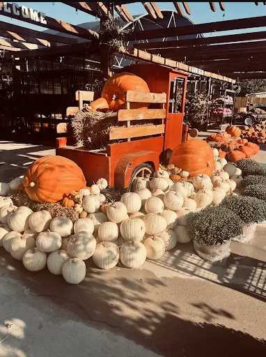 Seasonal Pumpkins