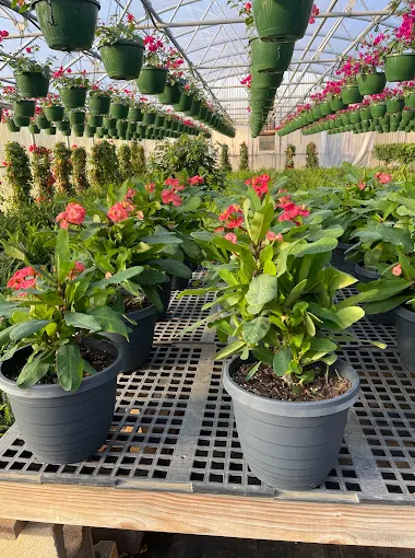 Red Flowering Plants